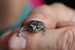 Pseudophryne guentheri