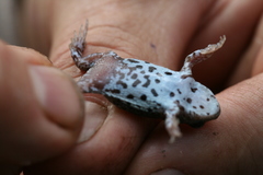 Pseudophryne guentheri