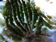 Echinophyllia orpheensis