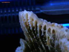 Echinophyllia orpheensis