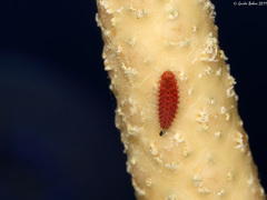 Lepidoptera