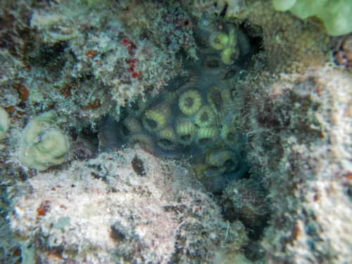 Echinophyllia orpheensis