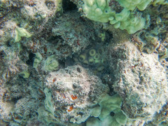 Echinophyllia orpheensis