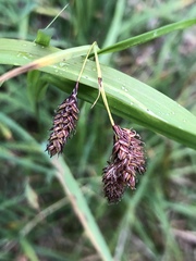 Carex atratiformis