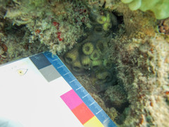 Echinophyllia orpheensis