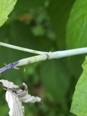 Oberea perspicillata