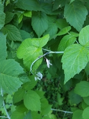 Oberea perspicillata