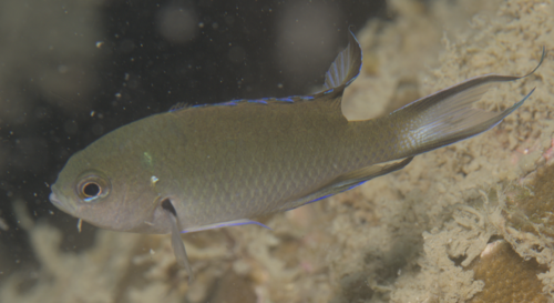 Neopomacentrus filamentosus observed 2024-11-25
