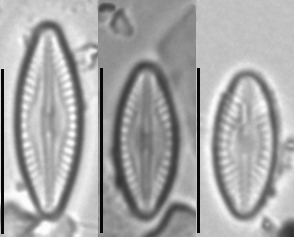 Microcostatus