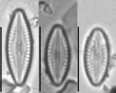 Microcostatus