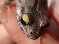 Quacking Frog photo 5