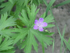 Geranium collinum
