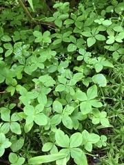 Galium kamtschaticum