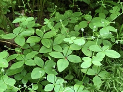 Galium kamtschaticum