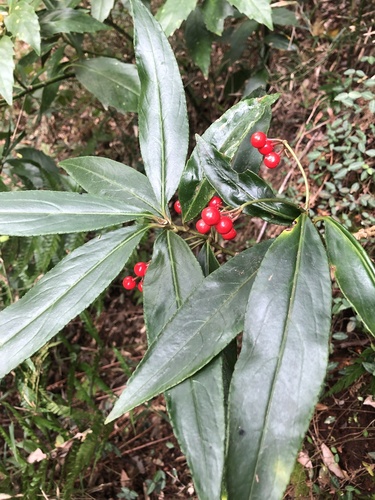 Ardisia crispa iNat (2)