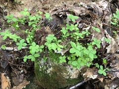 Galium kamtschaticum