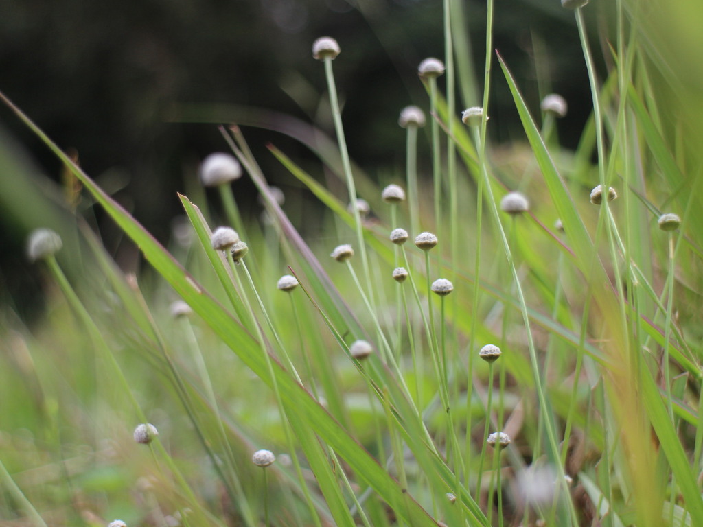 Eriocaulon nantoense