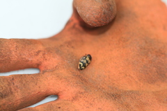 Castiarina bazilisca