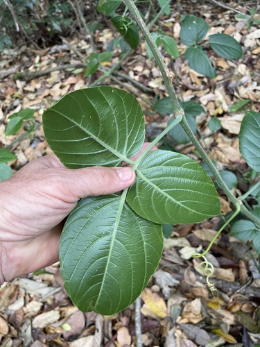 Cayratia saponaria observed 2024-11-24