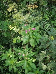 Impatiens glandulifera