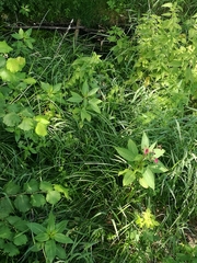 Impatiens glandulifera