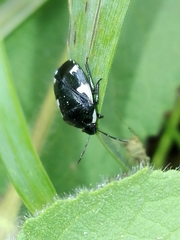 Tritomegas sexmaculatus