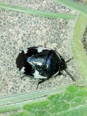 Tritomegas sexmaculatus