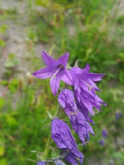 Campanula rapunculoides