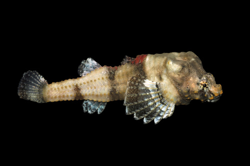 Deep-pitted poacher (Bothragonus swanii) — Agonidae — 2