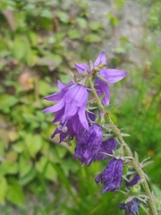 Campanula rapunculoides