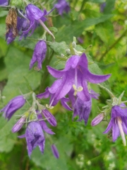 Campanula rapunculoides