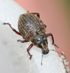 Catasarcus impressipennis