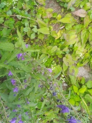 Campanula rapunculoides