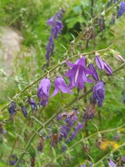 Campanula rapunculoides