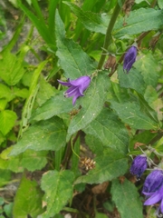 Campanula rapunculoides