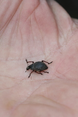 Catasarcus impressipennis