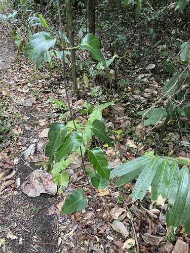 Parsonsia latifolia observed 2024-11-24