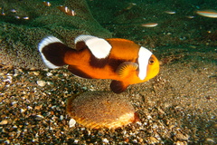 Amphiprion polymnus