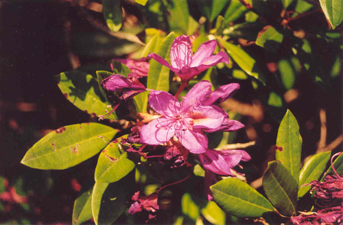 Rhododendron ponticum