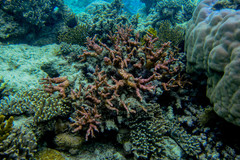 Echinopora mammiformis