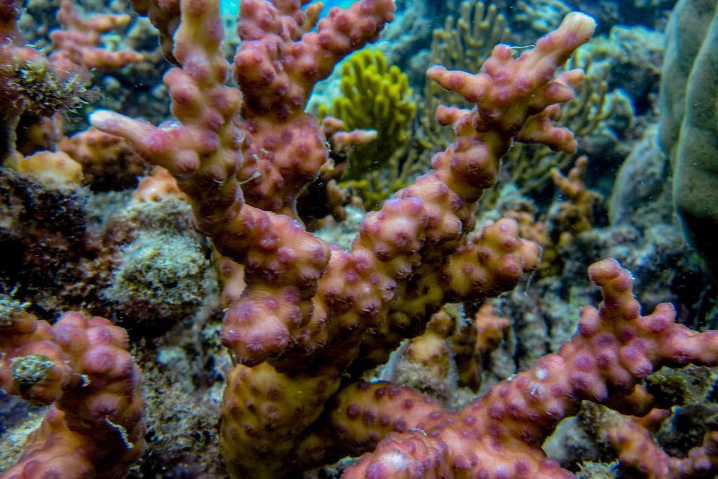 hedgehog coral