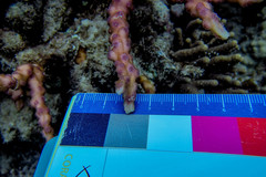 Echinopora mammiformis