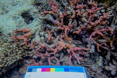 Echinopora mammiformis