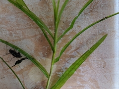 Potamogeton robbinsii