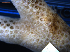 Porites cylindrica