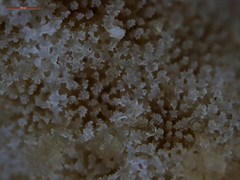 Porites cylindrica