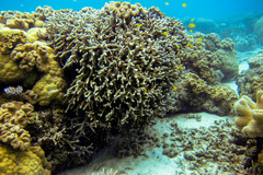 Porites cylindrica