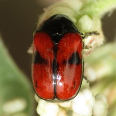 Urodera dilaticollis