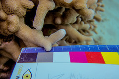 Porites cylindrica