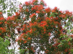 Psittacanthus mayanus